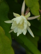 Dwarf White Orchid Cactus, Epiphyllum 'Dwarf White'